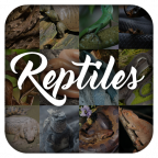涯ٿȫ(Reptile Encyclopedia)app1.3 ֻ