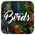 ٿȫ(Bird Encyclopedia)app1.3 °׿