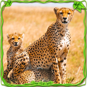 Furious Cheetah Simulator(ͥģ2021)1.1.0 ׿