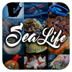 ٿȫ(Sea Animals Encyclopedia)appٷ1.3 ׿