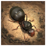 the ants小小���1.24.0 ���H版