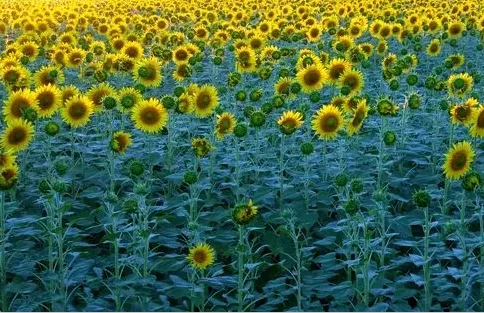 原原相机(相机拍照工具) 原原相机(相机拍照工具)