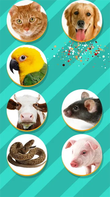 PetTranslator�������Է�����2026���°汾v1.1 �ֻ���