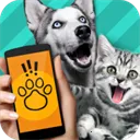 PetTranslator�������Է�����2026���°汾v1.1 �ֻ���