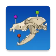 vet Anatomyv4.3.1 ��׿��