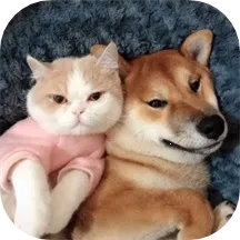 �ȳ跭����v1.1 �ٷ���