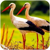 ������ģ����3d2026���°汾v1.1.2 ���°�