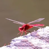 红蜻蜓电视盒子(高清直播应用)v1.0 最新版