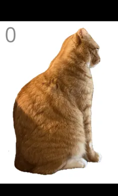 ��è��ë2026���ذ�װv1.0 ��׿��