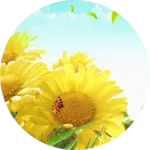 ���տ�Ӣ�ﰲ׿���ֻ���v1.0 ��׿��