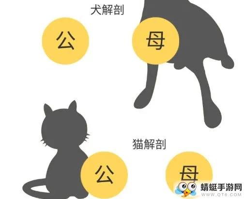 3dbody宠物中文版 3dbody宠物中文版